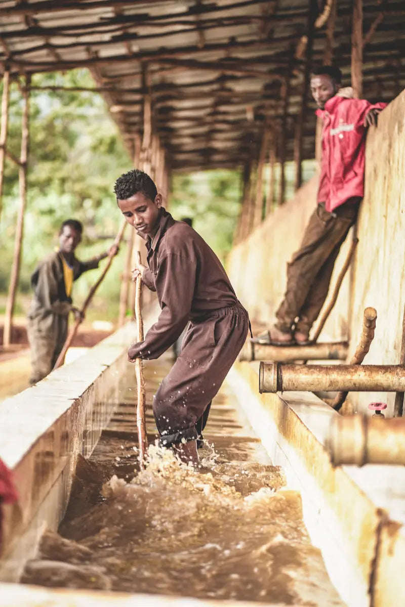 Ethiopia Chelbesa