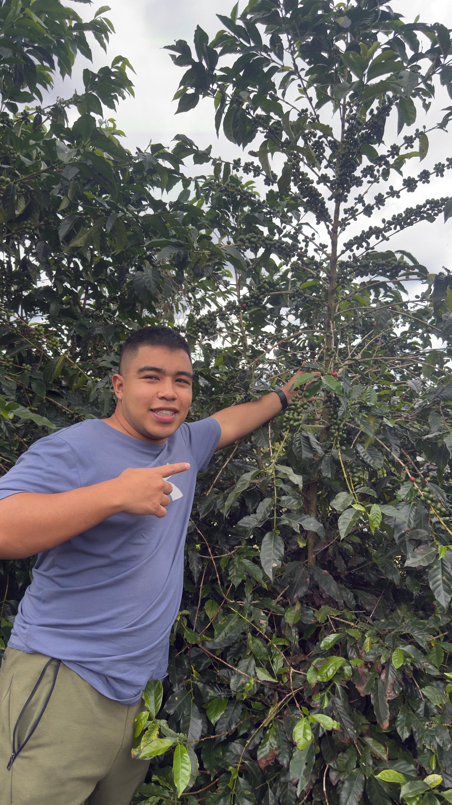 Colombia Cauca Caturra