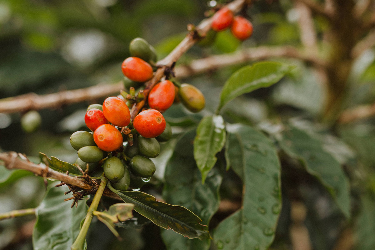 Colombia Santa Barbara