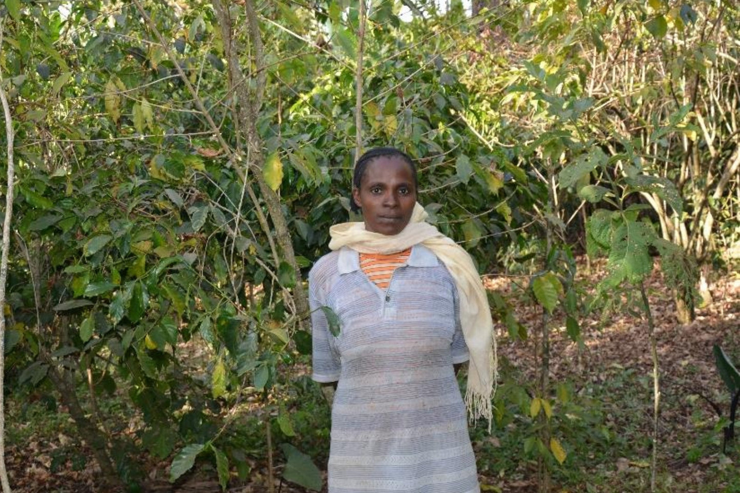Ethiopia Kochere